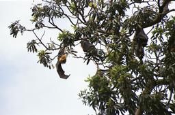 Flying Foxes im Botanischen Garten