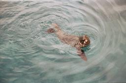 Seals im Sydney Aquarium