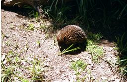 Echidna