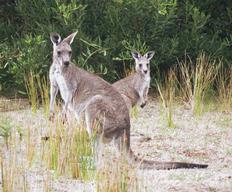 Graue Riesenkangaroos