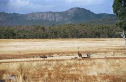 Emus