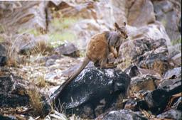 Rock Wallabie