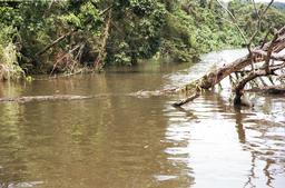 Baby-Krokodil im Daintree River