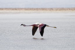 Flamingo im Flug
