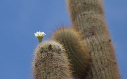 Kakteen mit Bl�te
