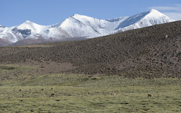 Lauca Nationalpark