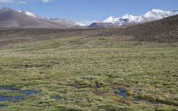 Lauca Nationalpark