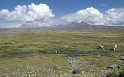 Lauca Nationalpark