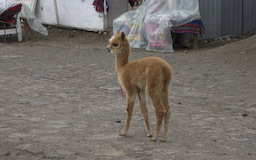 Alpaca