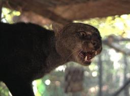 Jaguarundi