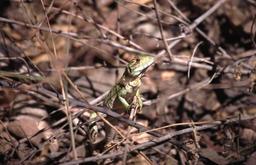 kleiner Leguan