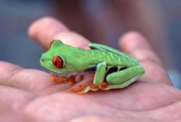 Red Eyed Tree Frog