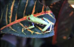 Red Eyed Tree Frog