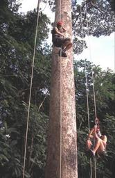 Treeclimbing