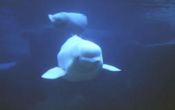 Beluga Wal
