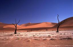 Dead Vlei