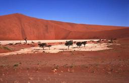 Dead Vlei mit 300m Dne im Hintergrund