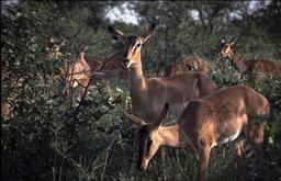 Schwarznasenimpala