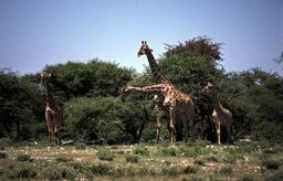 Giraffen