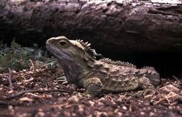 Tuatara Henry