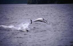 Bottlenose Dolphin