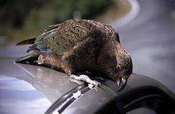 Kea-berfall