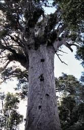 Tane Mahuta