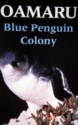 Blue Penguin Colony