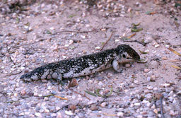 Tannenzapfenskink