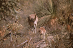 Kalbarri N.P. - Kangaroo