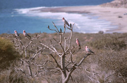 Kalbarri N.P. - Galahs