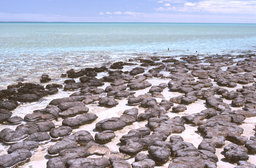 Hamelin Pool - Stromatolithen