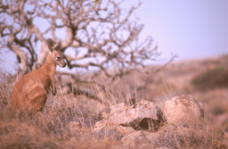 Cape Range N.P. - Yardie Creek