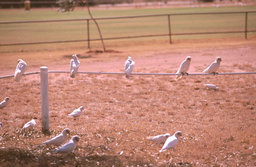 Exmouth - Nacktaugenkakadus