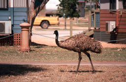 Exmouth - Emu