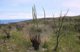 Cape-to-Cape Track - Grasbaum