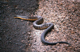 Western Tiger Snake