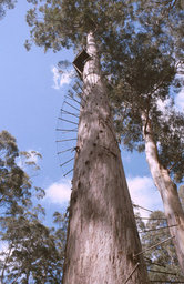 Warren N.P. - Bicinenntal Tree