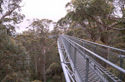  N.P. - Treetop Walk