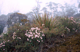 Porongurup N.P.