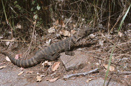 Porongurup N.P.