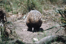 Sydney Zoo - Echidna