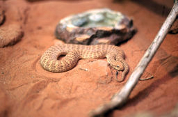 Sydney Zoo - Death Adder