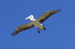 Pelikanfütterung Kalbari
