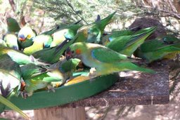 Kalbarri - Rainbow Jungle