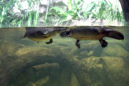 Sydney Aquarium - Platypus