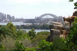 Sydney Zoo