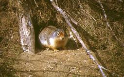 Columbian Ground Squirrel