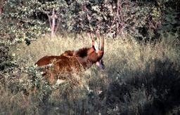 Rappenantilope